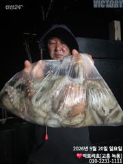 20일 오후반 문어 조황 소식 입니다 사진