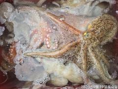 [진해] 돌문어주,야간바글바글k급외개인두자리마릿수손맛짱!!!