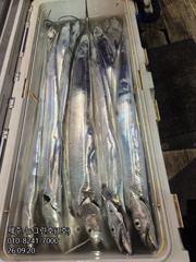[[제주 뉴그린호(1호) 9월 20일 야간갈치 조황]]