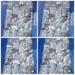군산킹스타호(9/20)쭈꾸미 마무리(내일 1자리여유발생. 예약가능)) 사진