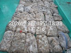 9월20일,"대광어"출조만 하면 대박~오늘도 조황전선 이상무~!! 실시간~참돔,우럭등~내일도 갑니다~ 군산낚시프라자 범고래호 사진