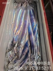 9월 20일 제주포세이돈호 갈치조황 입니다