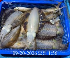 [ 무늬 팁런 ] 욕지 부속섬 조황입니다 사진