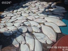 9월20일,"대광어"출조만 하면 연일 초대박~!! 갑판에 좌~악~참돔,우럭등~내일도 갑니다~ 군산낚시프라자 범고래호