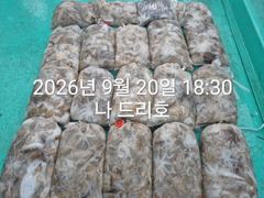 20일, 군산쭈꾸미, 많이 나오네요~2망탱이 조황~싸이즈 굿~군산낚시프라자 나드리호 사진