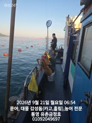 통영 금정호 문어선상 아침부터 정신없이 잡아내고있습니다 내일 오전 자리있습니다 사진