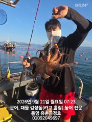 [통영] 통영 금정호 문어선상 아침부터 정신없이 잡아내고있습니다 내일 오… 사진