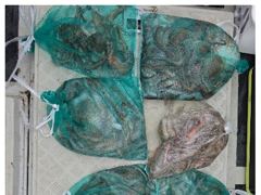 [마산] 마산뉴다경호>>내만문어 키로외 퍽퍽합니다! 사진