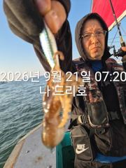 21일, 군산쭈꾸미, 많이 나오네요~실시간~싸이즈 굿~군산낚시프라자 나드리호 사진