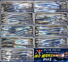 (해적피싱-하나호) 9월 21일 입항 조황입니다~~^^