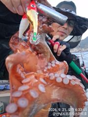 21일 주간문어 안정권~~덩치급 문어들, 오늘도 잘 나오고 있어요~실시간~ 군산낚시프라자 스마트호 사진
