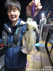 [거제] (무늬오징어)욕지권 전투팁런 대물 집중공략~고잉메리호(오늘 예약…