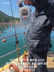 [통영] 통영 금정호 문어선상 마릿수 싸이즈 모두 좋습니다 내일오전 자리… 사진