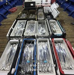 (풍산)내만갈치 1인100수 정신없이 만쿨~(오늘,예약가능합니다) 사진