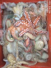 [진해] ~~*돌문어 꾸준한마리수 많이많이 올라옵니다~(예약가능)*~~ 사진