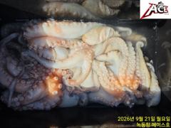 고흥 녹동항 문어조황 사진