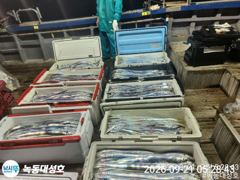 녹동/대성호,행운호/모두에 만선 성공 ^^ 초대박으로 ~ 사진
