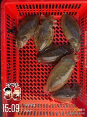 [사천] 전원 넉넉하게 잡았습니다! 오늘 쭈꾸미 굿!