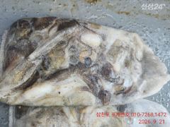 왕 쭈. 재미 납니다 사진