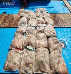 21일 주간문어~안정권~돋보이는 덩치급 문어들~대박 조황~ 군산낚시프라자 챔피언호 사진