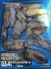 무늬오징어(팁런) 초보자도 2자리수~ 사진