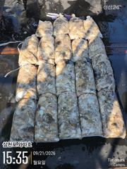 왕쭈꾸미 대박 조황입니다