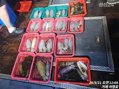 20일 무늬오징어 조황보고 사진