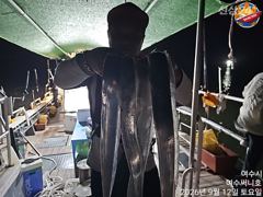 내만갈치 22일부터 출조합니다 사진