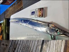 [진해] [22일입항] 내만갈치 3지이상까지!! 온바다에 바글바글 미쳐요… 사진