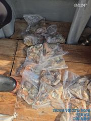[고흥,녹동] 21일22일 조황 올려드림니다 사진