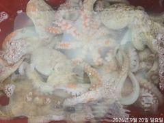 [진해] 돌문어주,야간퍽~퍽22수21수외마릿수손맛짱!!! 사진