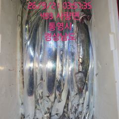 [고성] 내만갈치 3지 조항 오늘 7시출조 합니다 선비8만원 사진