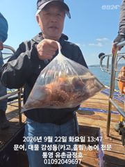 [통영] 통영 금정호 오전문어선상 마릿수 좋아지기 시작합니다 내일 오전 … 사진
