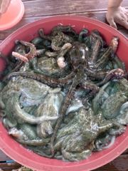 [사천] 삼천포 물새호 문어조황. 내일 주꾸미출조