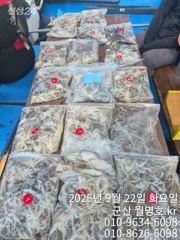 22일, 군산쭈꾸미,잘 나오고 있어요~오전반 굿~~군산낚시프라자 월명호 사진
