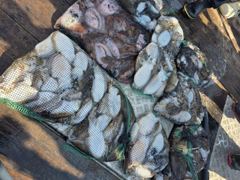 [격포 힐링호] 9/22 갑오징어 조황