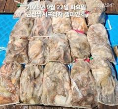 22일,군산 문어,문어,문어~싸이즈 좋은 문어 오늘도 굿굿 망탱이조황~군산낚시프라자 챔피언호