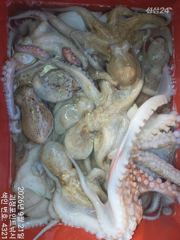 ~~*굵직한돌문어 꾸준한마리수 잘나옵니다~(예약가능)*~~