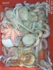 [진해] ~~*굵직한돌문어 꾸준한마리수 잘나옵니다~(예약가능)*~~ 사진