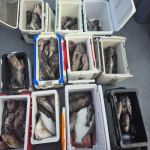 9월22일삼영호우럭조황입니다 사진