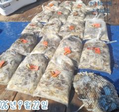 <뉴오리온호> 쭈꾸미 종일 마무리 조황(22일)-즐낚하고 입항했습니다.