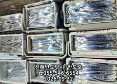 22일,내만갈치,호조황연속,엄청나게 나옵니다.매일출항(목,토,일~예약가능) 사진
