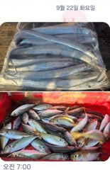 [마산] 원전 낚시터 9월 21일 야간 조황 **추석 연휴 정상 영업합니… 사진