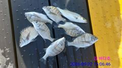 09.22 [고성] 병산 감성돔 농어 고성내만 갯바위조황~~ 사진
