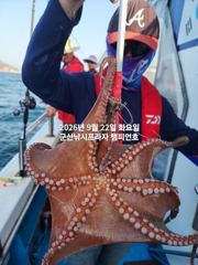 22일,군산 문어,문어,문어~싸이즈 좋은 문어 오늘도 잘나오고 있어요~실시간~군산낚시프라자 챔피언호