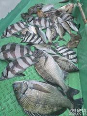 4대돔 마릿수 조황 어초에서 ~~ 사진
