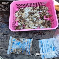 안면도 쭈꾸미낚시 황금물때 사진