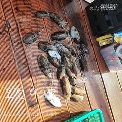 주꾸미 갑오징어 조황