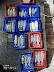 [통영] 무늬팁런...굵어진 사이즈들....