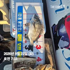 [마산] 돔앤돔호 22일(화)일 조황입니다.34이하 사진
